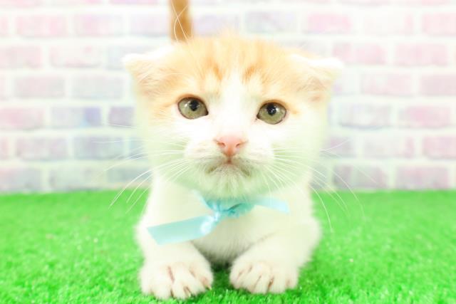 神奈川県のスコティッシュフォールド (Coo&RIKU平塚店/2025年10月30日生まれ/男の子/レッドタビーホワイト)の子猫の1枚目の画像