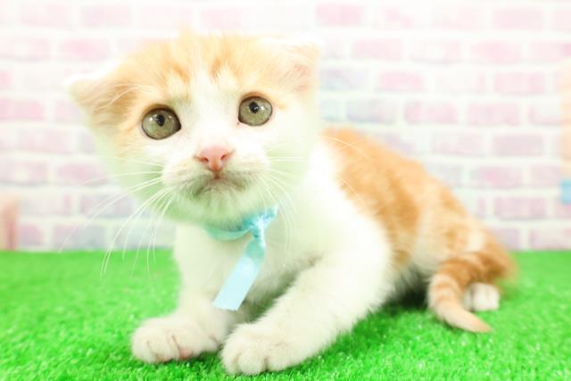 神奈川県のスコティッシュフォールド (Coo&RIKU平塚店/2025年10月30日生まれ/男の子/レッドタビーホワイト)の子猫の2枚目の画像