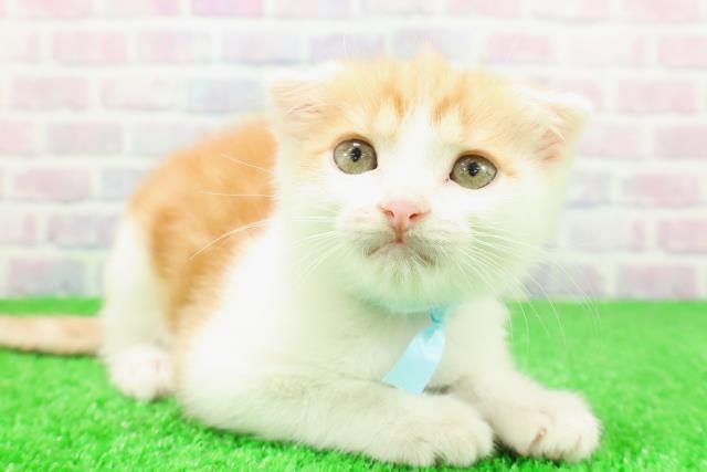 神奈川県のスコティッシュフォールド (Coo&RIKU平塚店/2025年10月30日生まれ/男の子/レッドタビーホワイト)の子猫の3枚目の画像