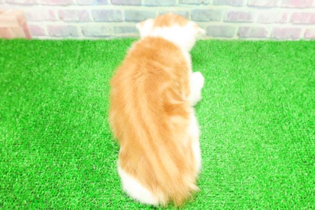 神奈川県のスコティッシュフォールド (Coo&RIKU平塚店/2025年10月30日生まれ/男の子/レッドタビーホワイト)の子猫の4枚目の画像