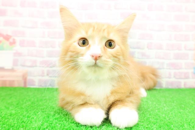 神奈川県のメインクーン (Coo&RIKU小田原店/2025年9月29日生まれ/男の子/レッドタビーホワイト)の子猫の1枚目の画像