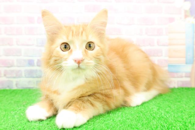 神奈川県のメインクーン (Coo&RIKU小田原店/2025年9月29日生まれ/男の子/レッドタビーホワイト)の子猫の2枚目の画像