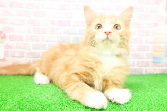 神奈川県のメインクーン (Coo&RIKU小田原店/2025年9月29日生まれ/男の子/レッドタビーホワイト)の子猫の3枚目の画像