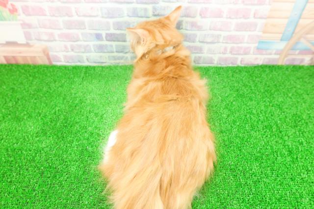 神奈川県のメインクーン (Coo&RIKU小田原店/2025年9月29日生まれ/男の子/レッドタビーホワイト)の子猫の4枚目の画像