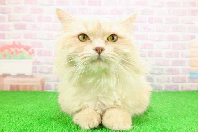 茨城県のサイベリアン (Coo&RIKU牛久店/2024年11月26日生まれ/男の子/クリームタビー)の子猫の1枚目の画像