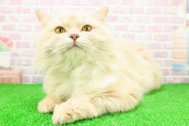 茨城県のサイベリアン (Coo&RIKU牛久店/2024年11月26日生まれ/男の子/クリームタビー)の子猫の2枚目の画像