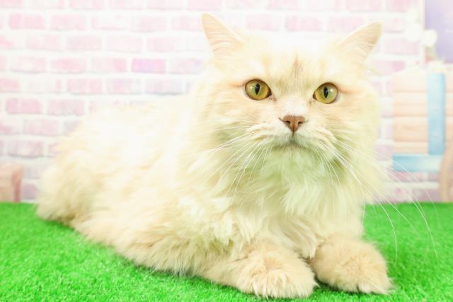 茨城県のサイベリアン (Coo&RIKU牛久店/2024年11月26日生まれ/男の子/クリームタビー)の子猫の3枚目の画像