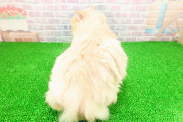 茨城県のサイベリアン (Coo&RIKU牛久店/2024年11月26日生まれ/男の子/クリームタビー)の子猫の4枚目の画像