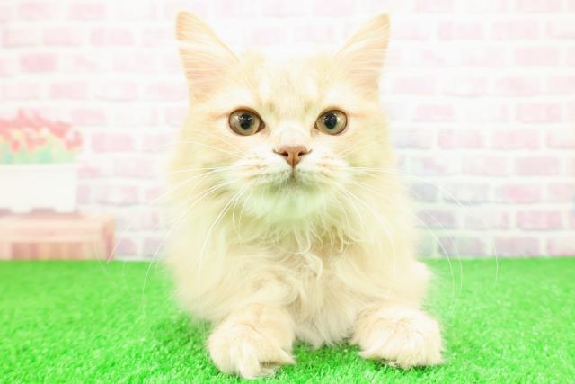 神奈川県のサイベリアン (Coo&RIKU横須賀店/2025年9月4日生まれ/男の子/クリームタビー)の子猫の1枚目の画像