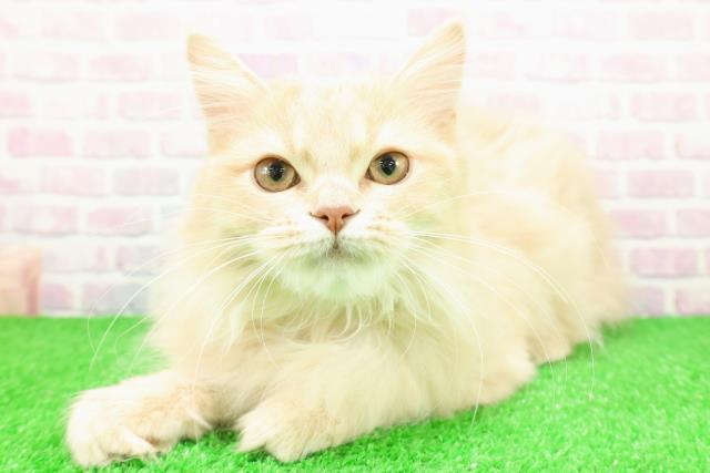 神奈川県のサイベリアン (Coo&RIKU横須賀店/2025年9月4日生まれ/男の子/クリームタビー)の子猫の2枚目の画像