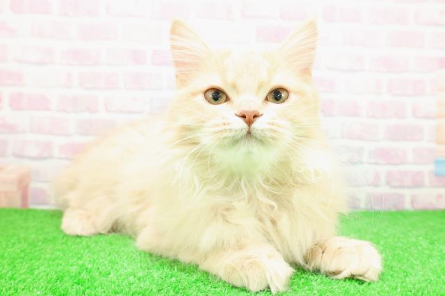 神奈川県のサイベリアン (Coo&RIKU横須賀店/2025年9月4日生まれ/男の子/クリームタビー)の子猫の3枚目の画像