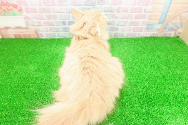 神奈川県のサイベリアン (Coo&RIKU横須賀店/2025年9月4日生まれ/男の子/クリームタビー)の子猫の4枚目の画像