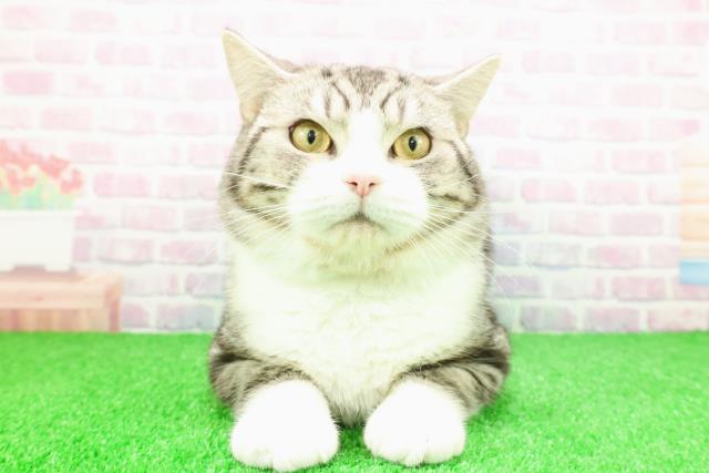 神奈川県のスコティッシュフォールド (Coo&RIKU横浜港南台店/2025年2月27日生まれ/男の子/シルバータビーホワイト)の子猫の1枚目の画像