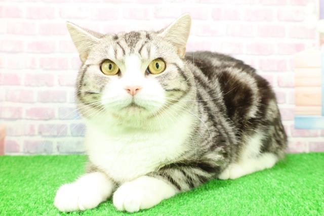 神奈川県のスコティッシュフォールド (Coo&RIKU横浜港南台店/2025年2月27日生まれ/男の子/シルバータビーホワイト)の子猫の2枚目の画像