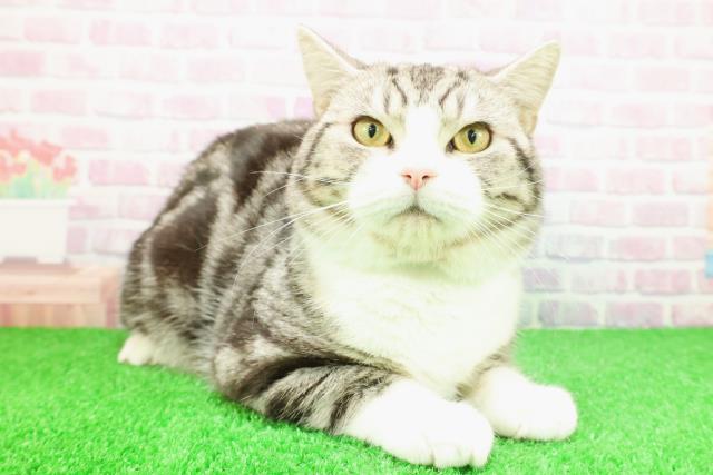 神奈川県のスコティッシュフォールド (Coo&RIKU横浜港南台店/2025年2月27日生まれ/男の子/シルバータビーホワイト)の子猫の3枚目の画像