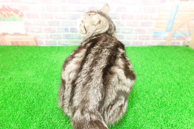 神奈川県のスコティッシュフォールド (Coo&RIKU横浜港南台店/2025年2月27日生まれ/男の子/シルバータビーホワイト)の子猫の4枚目の画像