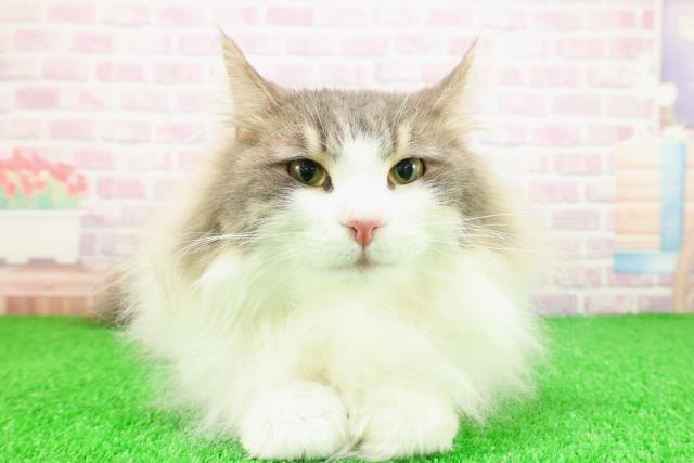 神奈川県のノルウェージャンフォレストキャット (Coo&RIKU秦野店/2025年2月28日生まれ/男の子/ブルータビーホワイト)の子猫の1枚目の画像