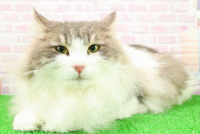 神奈川県のノルウェージャンフォレストキャット (Coo&RIKU秦野店/2025年2月28日生まれ/男の子/ブルータビーホワイト)の子猫の2枚目の画像