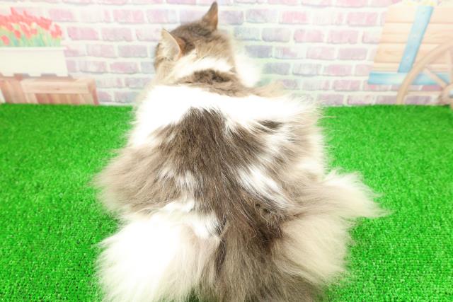 神奈川県のノルウェージャンフォレストキャット (Coo&RIKU秦野店/2025年2月28日生まれ/男の子/ブルータビーホワイト)の子猫の4枚目の画像