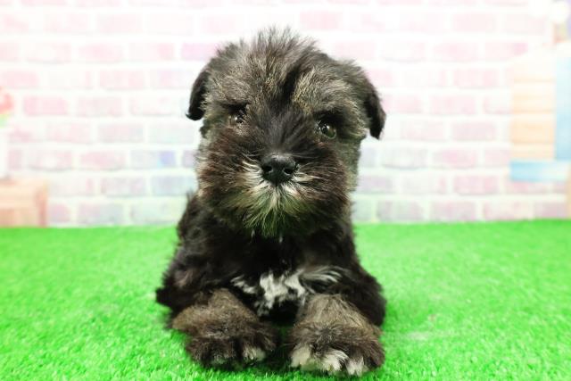 神奈川県のミニチュアシュナウザー (Coo&RIKU小田原店/2025年11月27日生まれ/男の子/ソルトペッパー)の子犬の1枚目の画像