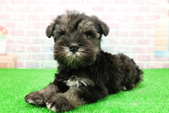 神奈川県のミニチュアシュナウザー (Coo&RIKU小田原店/2025年11月27日生まれ/男の子/ソルトペッパー)の子犬の2枚目の画像