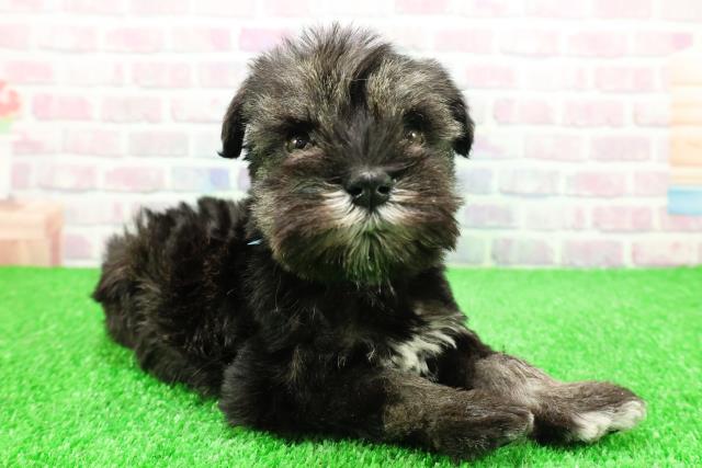 神奈川県のミニチュアシュナウザー (Coo&RIKU小田原店/2025年11月27日生まれ/男の子/ソルトペッパー)の子犬の3枚目の画像