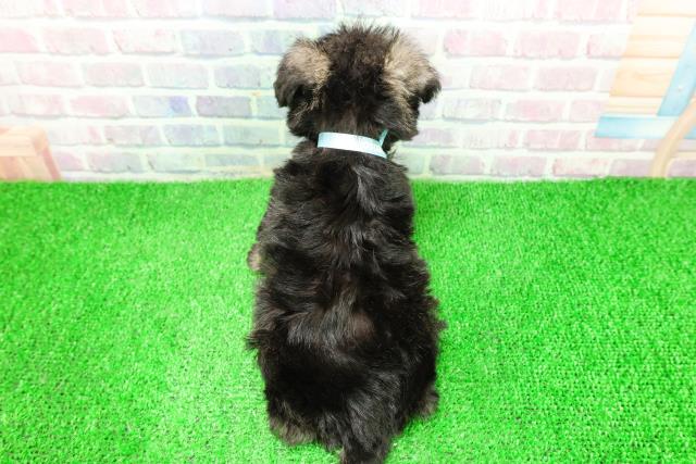 神奈川県のミニチュアシュナウザー (Coo&RIKU小田原店/2025年11月27日生まれ/男の子/ソルトペッパー)の子犬の4枚目の画像