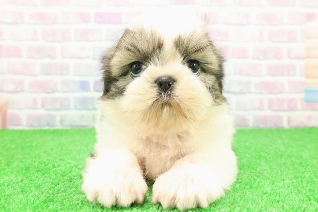 東京都のシーズー (Coo&RIKU八王子西店/2025年11月26日生まれ/男の子/ホワイトゴールド)の子犬の1枚目の画像