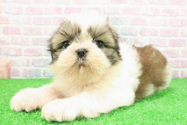 東京都のシーズー (Coo&RIKU八王子西店/2025年11月26日生まれ/男の子/ホワイトゴールド)の子犬の2枚目の画像