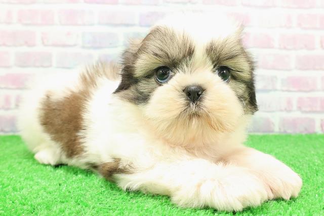 東京都のシーズー (Coo&RIKU八王子西店/2025年11月26日生まれ/男の子/ホワイトゴールド)の子犬の3枚目の画像