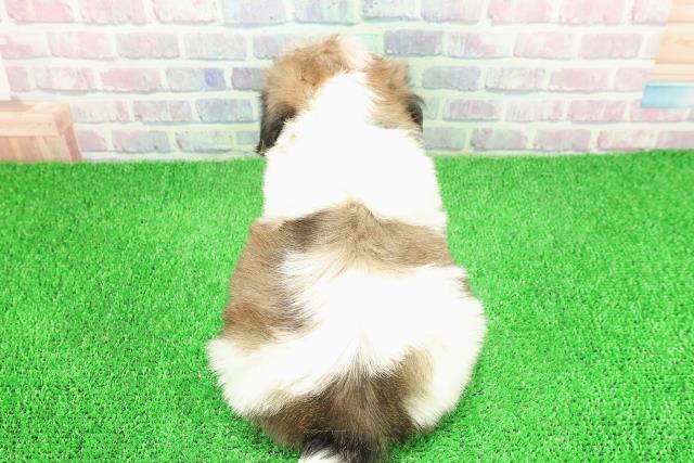 東京都のシーズー (Coo&RIKU八王子西店/2025年11月26日生まれ/男の子/ホワイトゴールド)の子犬の4枚目の画像