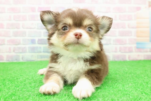 神奈川県のチワワ(ロング) (Coo&RIKU小田原店/2025年11月23日生まれ/男の子/チョコレートタンホワイト)の子犬の1枚目の画像