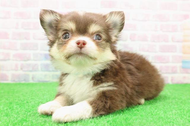 神奈川県のチワワ(ロング) (Coo&RIKU小田原店/2025年11月23日生まれ/男の子/チョコレートタンホワイト)の子犬の2枚目の画像