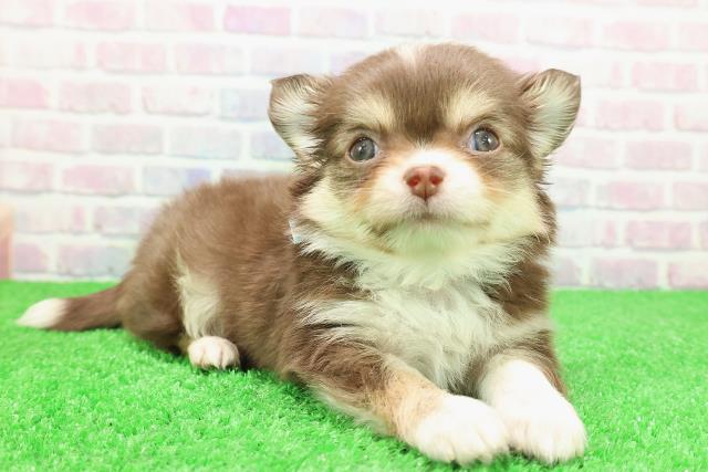 神奈川県のチワワ(ロング) (Coo&RIKU小田原店/2025年11月23日生まれ/男の子/チョコレートタンホワイト)の子犬の3枚目の画像