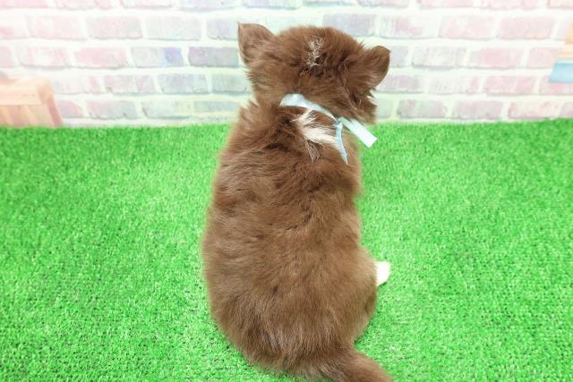 神奈川県のチワワ(ロング) (Coo&RIKU小田原店/2025年11月23日生まれ/男の子/チョコレートタンホワイト)の子犬の4枚目の画像