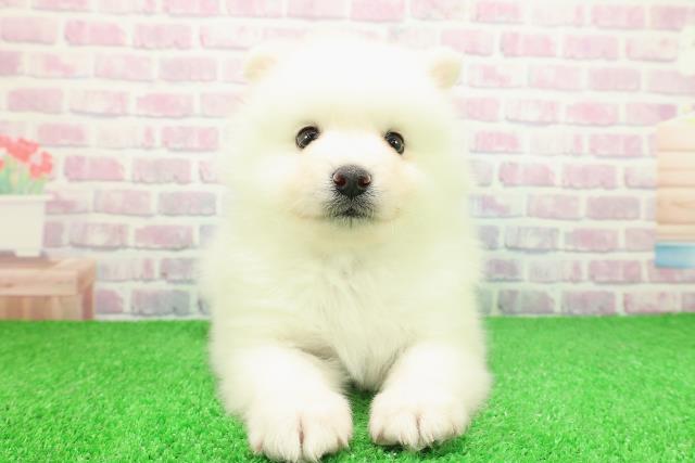 栃木県の日本スピッツ (Coo&RIKUFKDインターパーク店/2025年11月26日生まれ/男の子/ホワイト)の子犬の1枚目の画像