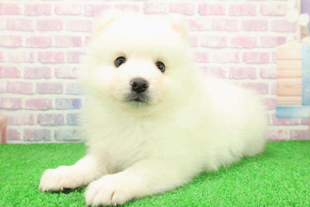 栃木県の日本スピッツ (Coo&RIKUFKDインターパーク店/2025年11月26日生まれ/男の子/ホワイト)の子犬の2枚目の画像