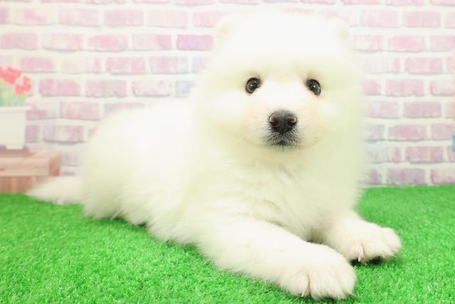 栃木県の日本スピッツ (Coo&RIKUFKDインターパーク店/2025年11月26日生まれ/男の子/ホワイト)の子犬の3枚目の画像