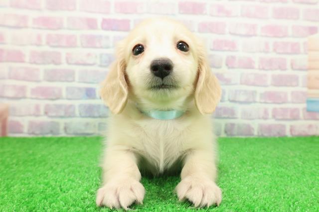 神奈川県のカニンヘンダックスフンド(ロング) (Coo&RIKU小田原店/2025年11月25日生まれ/男の子/イエロー)の子犬の1枚目の画像