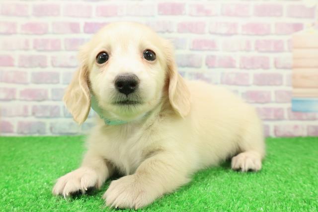 神奈川県のカニンヘンダックスフンド(ロング) (Coo&RIKU小田原店/2025年11月25日生まれ/男の子/イエロー)の子犬の2枚目の画像