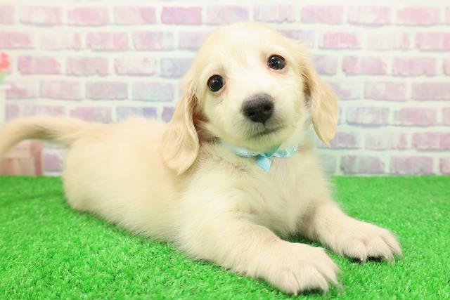 神奈川県のカニンヘンダックスフンド(ロング) (Coo&RIKU小田原店/2025年11月25日生まれ/男の子/イエロー)の子犬の3枚目の画像