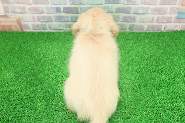 神奈川県のカニンヘンダックスフンド(ロング) (Coo&RIKU小田原店/2025年11月25日生まれ/男の子/イエロー)の子犬の4枚目の画像