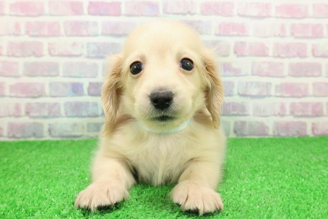 神奈川県のカニンヘンダックスフンド(ロング) (Coo&RIKU横浜港南台店/2025年11月25日生まれ/男の子/イエロー)の子犬の1枚目の画像