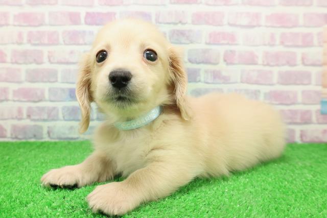 神奈川県のカニンヘンダックスフンド(ロング) (Coo&RIKU横浜港南台店/2025年11月25日生まれ/男の子/イエロー)の子犬の2枚目の画像