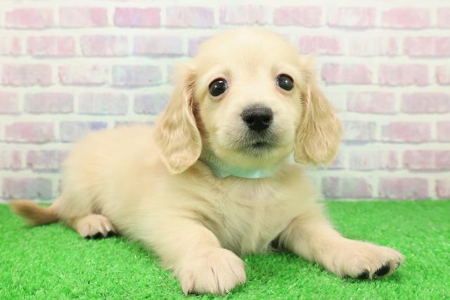 神奈川県のカニンヘンダックスフンド(ロング) (Coo&RIKU横浜港南台店/2025年11月25日生まれ/男の子/イエロー)の子犬の3枚目の画像