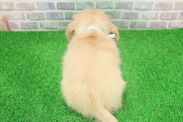 神奈川県のカニンヘンダックスフンド(ロング) (Coo&RIKU横浜港南台店/2025年11月25日生まれ/男の子/イエロー)の子犬の4枚目の画像