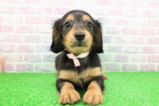 神奈川県のカニンヘンダックスフンド(ロング) (Coo&RIKU秦野店/2025年11月25日生まれ/女の子/ブラックタン)の子犬の1枚目の画像