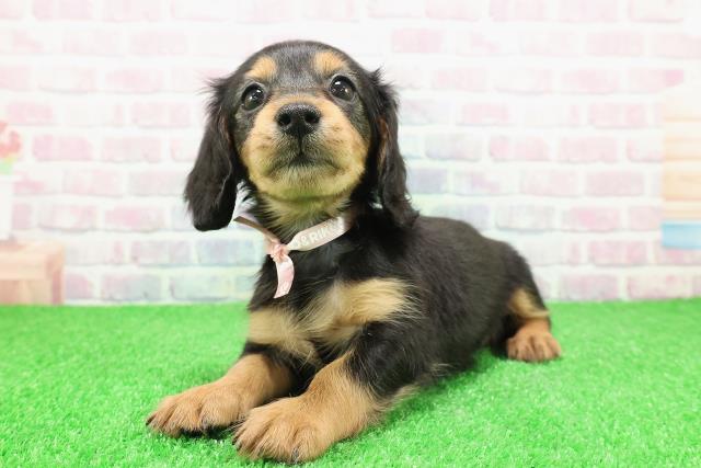 神奈川県のカニンヘンダックスフンド(ロング) (Coo&RIKU秦野店/2025年11月25日生まれ/女の子/ブラックタン)の子犬の2枚目の画像