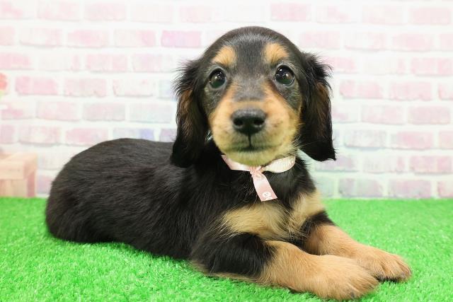 神奈川県のカニンヘンダックスフンド(ロング) (Coo&RIKU秦野店/2025年11月25日生まれ/女の子/ブラックタン)の子犬の3枚目の画像