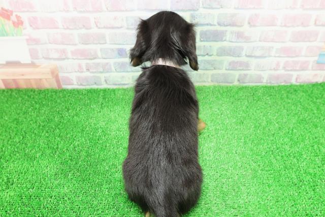 神奈川県のカニンヘンダックスフンド(ロング) (Coo&RIKU秦野店/2025年11月25日生まれ/女の子/ブラックタン)の子犬の4枚目の画像